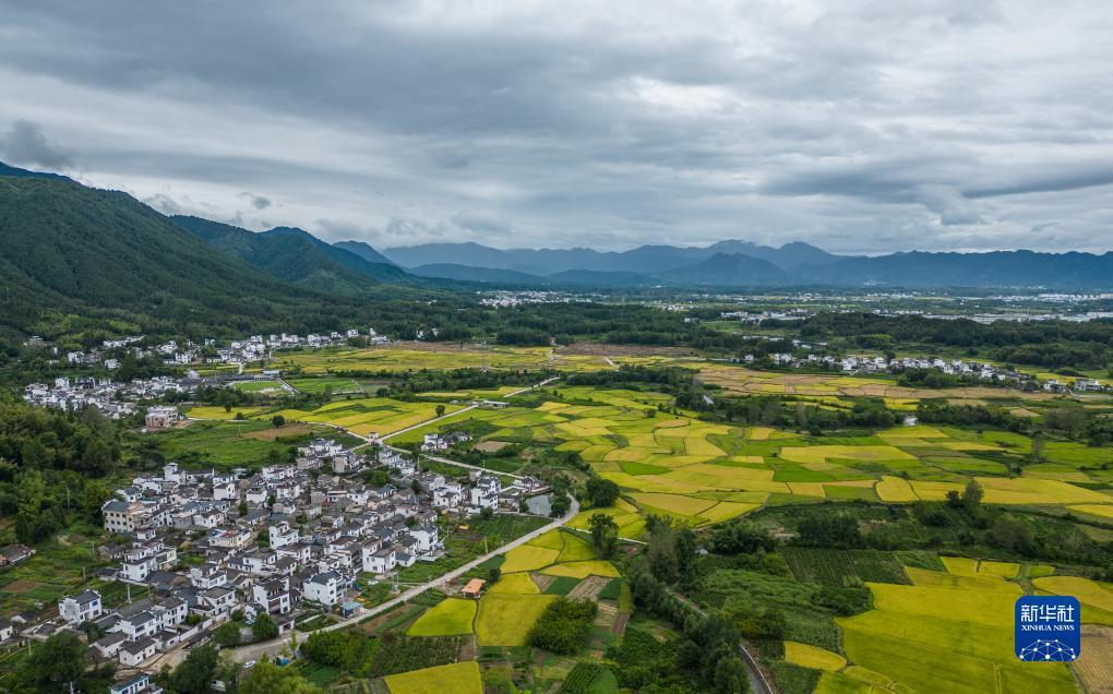 真人斗牛牛群